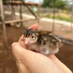 La Ferme Pédagogique – Casablanca – Image 3